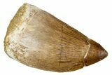 Fossil Mosasaur (Thalassotitan) Tooth - Morocco #374609-1